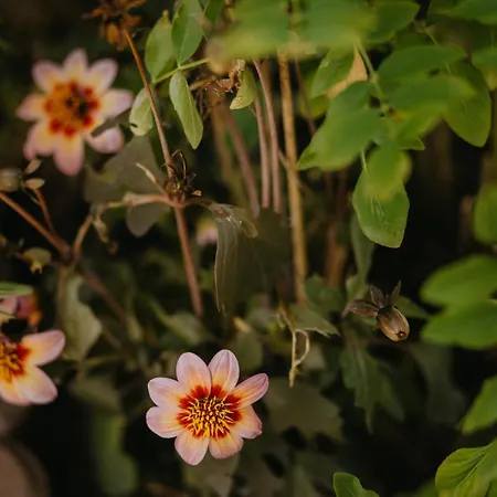 Haus Bergfrieden * Berchtesgaden